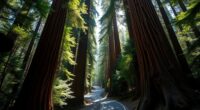 redwood highway in north