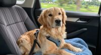 mitigate dog car nausea