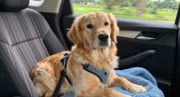 mitigate dog car nausea