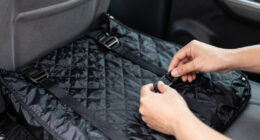 11 Best Premium Dog Seat Cover for Pet-Friendly Road Trips in 2026
