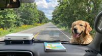 traveling with dog considerations
