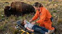 12-Year-Old Child Rushed to Hospital After Being Attacked by Bison in Yellowstone National Park
