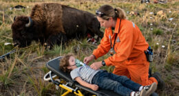 12-Year-Old Child Rushed to Hospital After Being Attacked by Bison in Yellowstone National Park