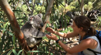 Great Koala National Park Surges In Global Coverage