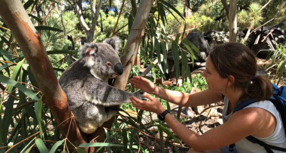 Great Koala National Park Surges In Global Coverage